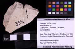 Foto (Objekt + Etiketten) von Ambulocapsa sp. (NHMW-GEO-1990-0041-0534)